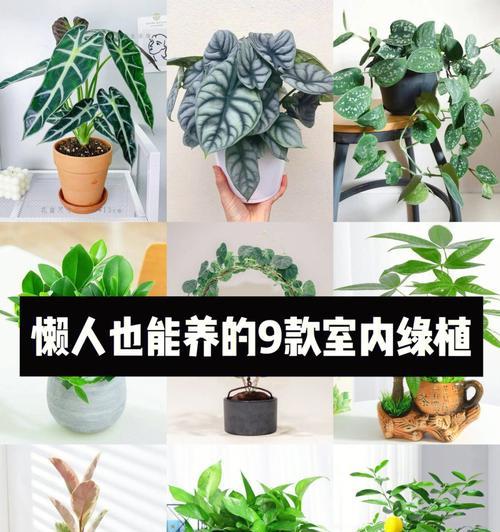 室内宜种植哪些植物？哪些植物适合室内环境？