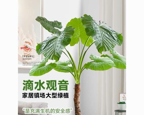 室内宜种植哪些植物？哪些植物适合室内环境？