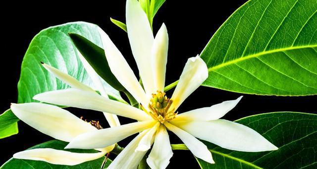 白兰花夏季的养护要点是什么？