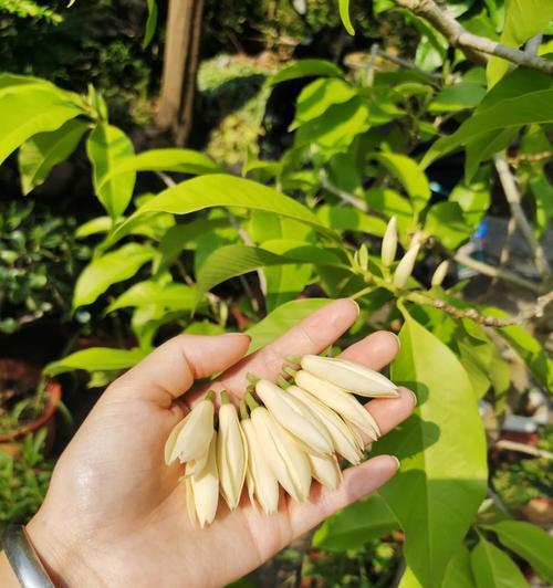 白兰花夏季的养护要点是什么？