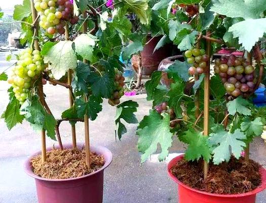 盆景葡萄种植技术要点是什么？