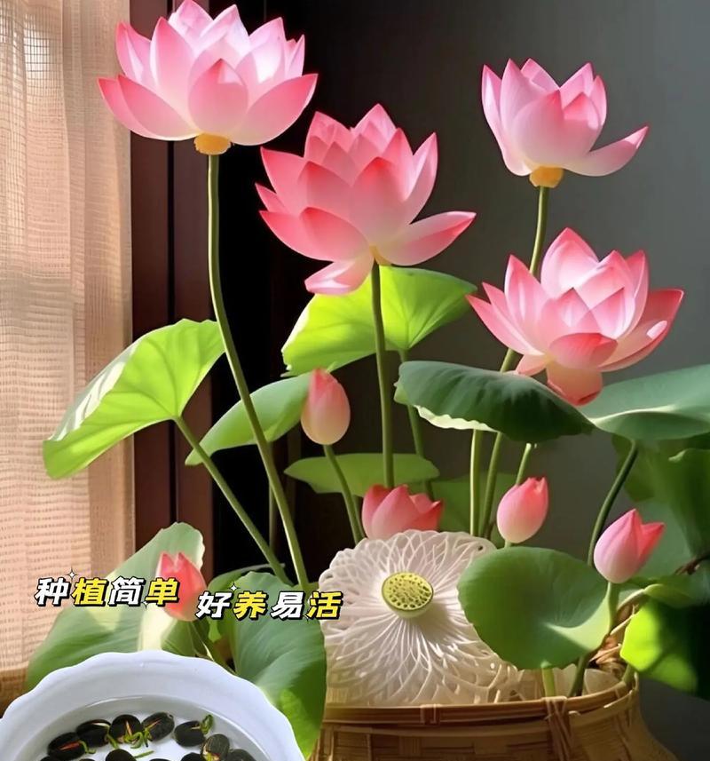 河花种子种植的步骤是什么？怎样确保发芽率？