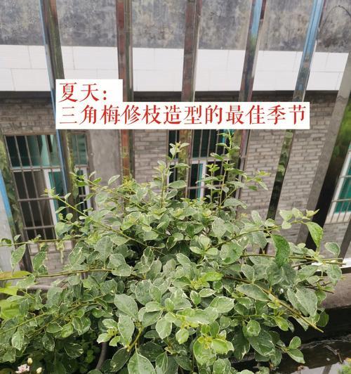 三角梅摘心的最佳时机是什么时候？如何正确摘心？