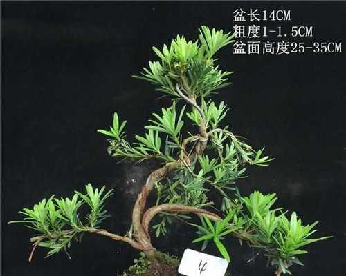 罗汉松盆景的养护要点是什么？