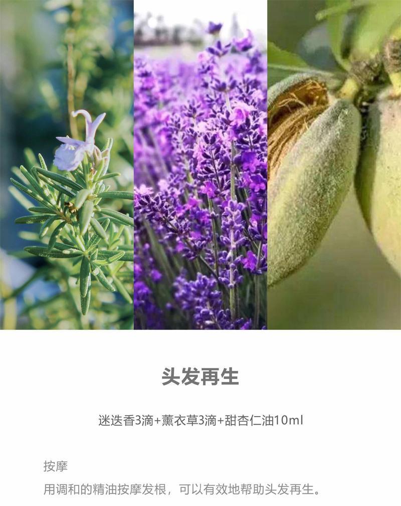 迷迭香修剪的最佳时机是什么时候？