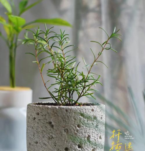 迷迭香修剪的最佳时机是什么时候？