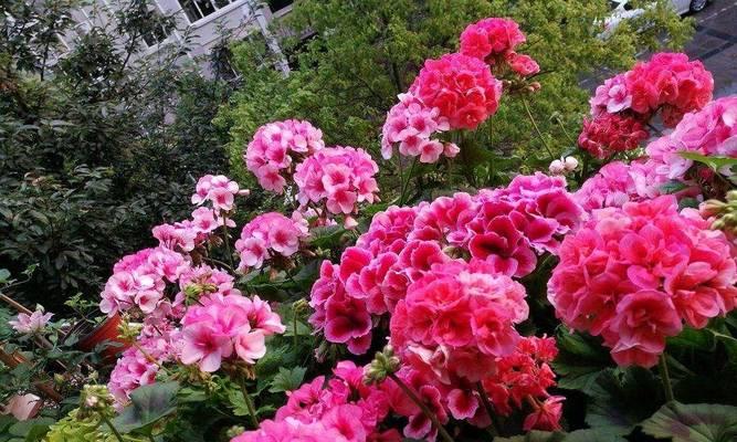 哪些天竺葵品种多季开花？多季开花天竺葵的养护方法是什么？