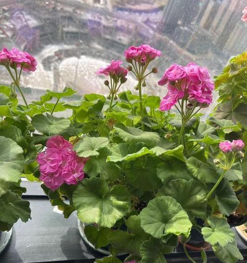 哪些天竺葵品种多季开花？多季开花天竺葵的养护方法是什么？