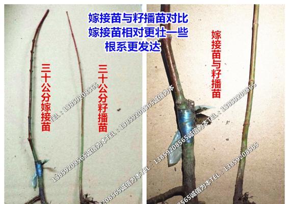 红枫嫁接的步骤和技巧是什么？