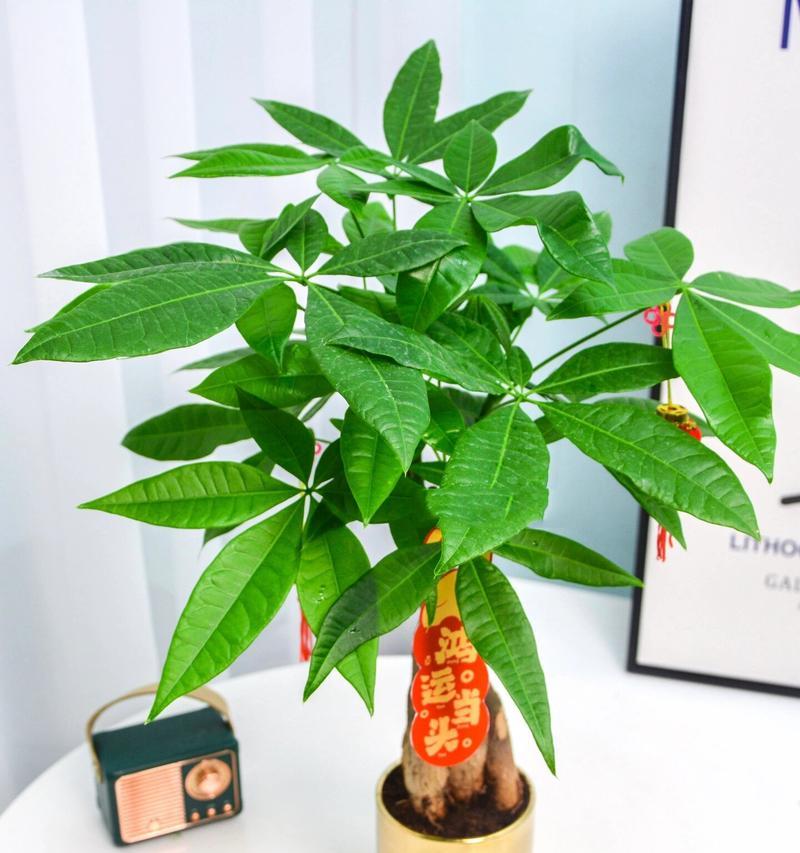 发财树编织辫子的技巧是什么？