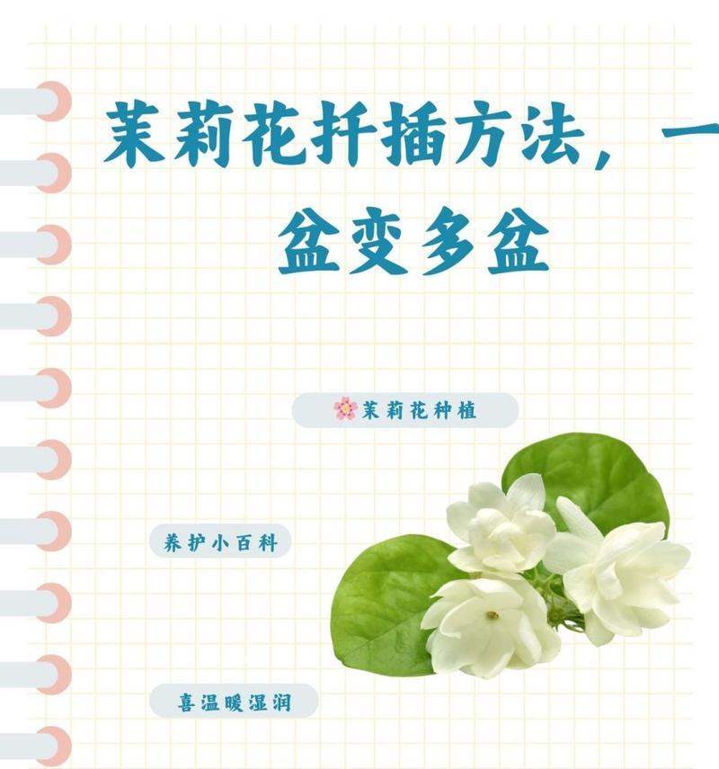 非洲茉莉怎么扦插？扦插非洲茉莉的步骤有哪些？