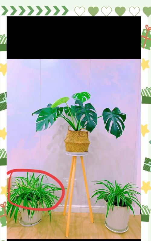 吊兰悬挂的技巧有哪些？怎样让吊兰更美观地生长？