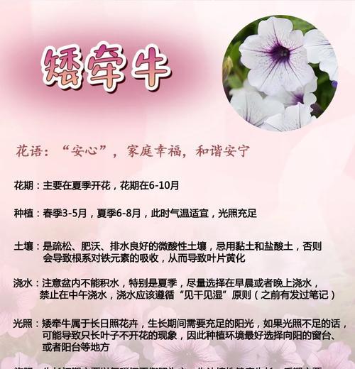 阳台种植牵牛花的方法是什么？如何在有限空间内种植牵牛花？