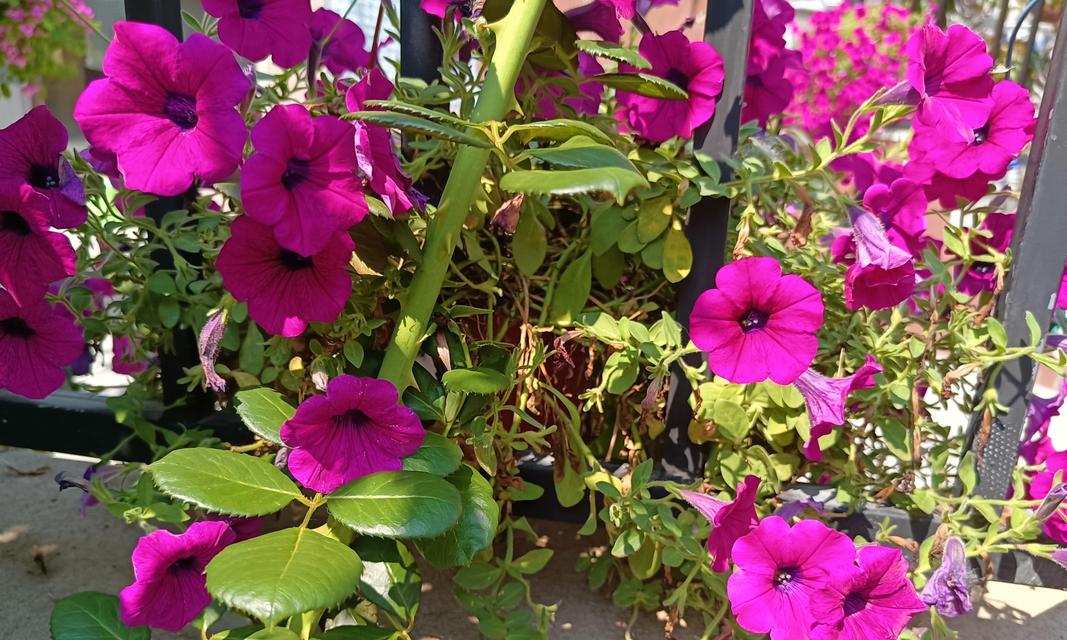 阳台种植牵牛花的方法是什么？如何在有限空间内种植牵牛花？