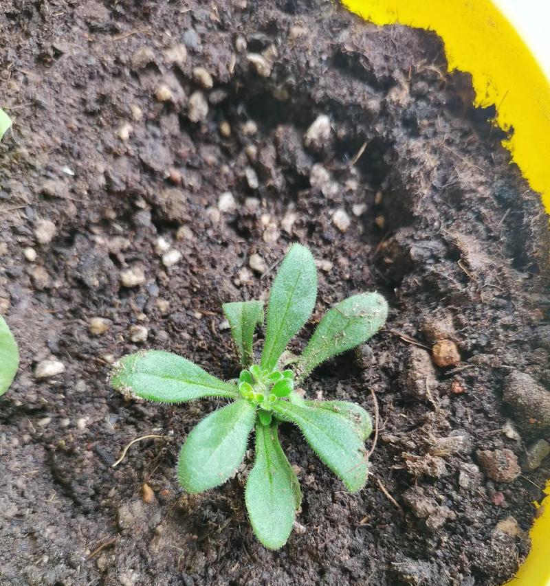 阳台种植牵牛花的方法是什么？如何在有限空间内种植牵牛花？