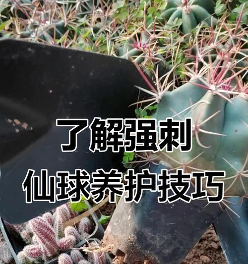 仙人球生根方法是什么？如何促进仙人球快速生根？