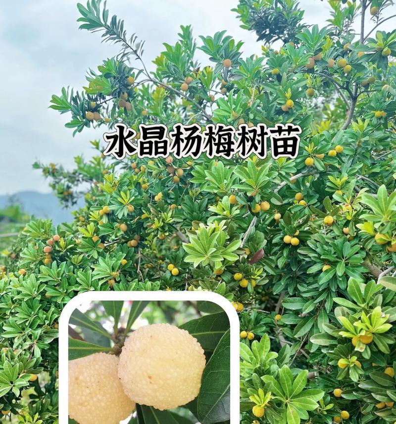 杨梅有哪些品种？如何挑选最佳口感的？