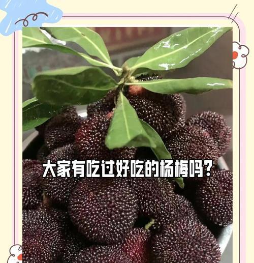 杨梅有哪些品种？如何挑选最佳口感的？