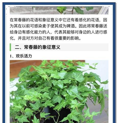 常春藤施肥的正确方法是什么？