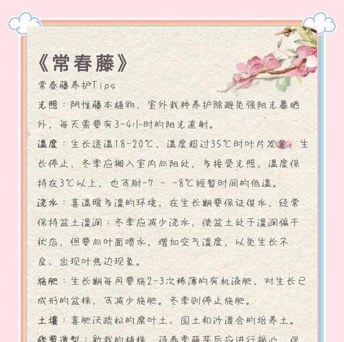 常春藤施肥的正确方法是什么？