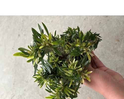 块根类植物有哪些种类？它们的特点是什么？