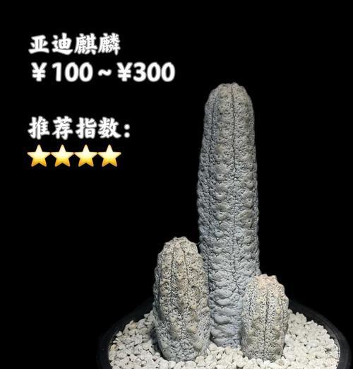 块根类植物有哪些种类？它们的特点是什么？