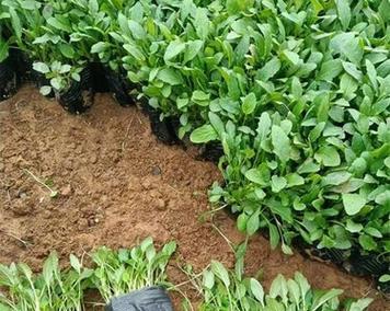 月见草苗种植方法是什么？