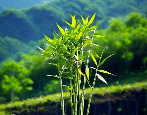 什么花被称为竹子？