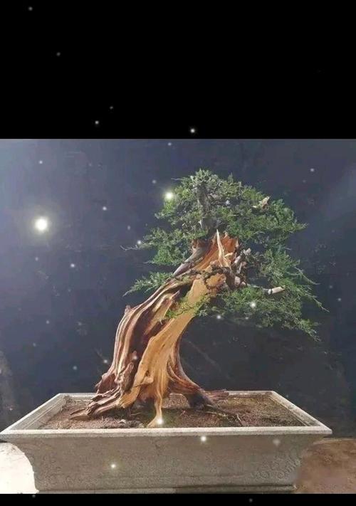 盆景主干弯曲技巧是什么？怎样安全塑形？