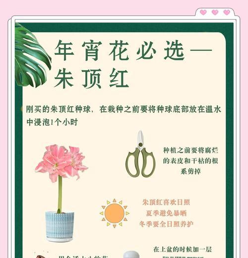 国王植物的养护技巧和注意事项是什么？