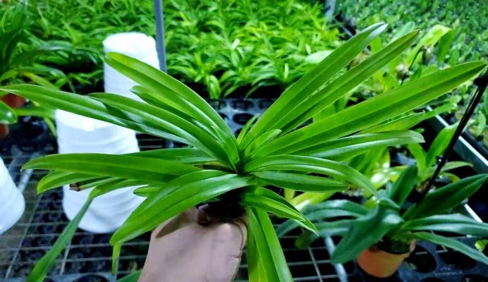 国王植物的养护技巧和注意事项是什么？