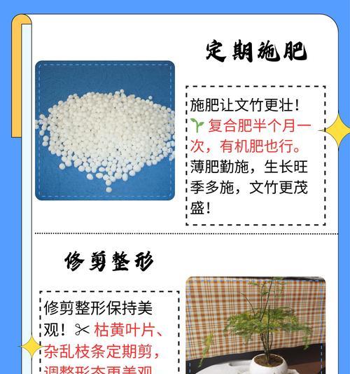 怎么种植文竹？文竹养护全攻略！