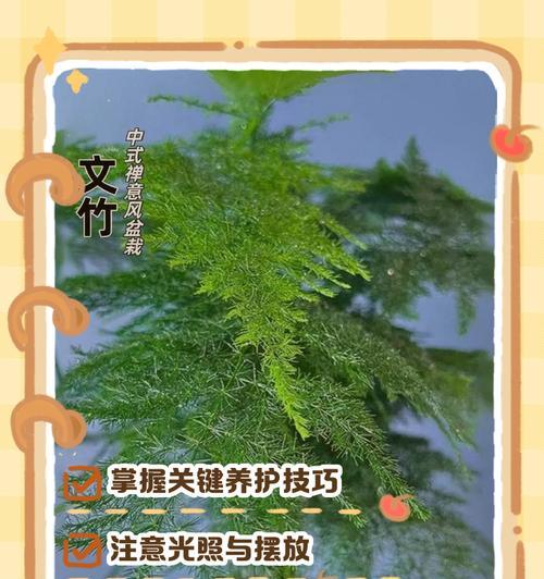 怎么种植文竹？文竹养护全攻略！