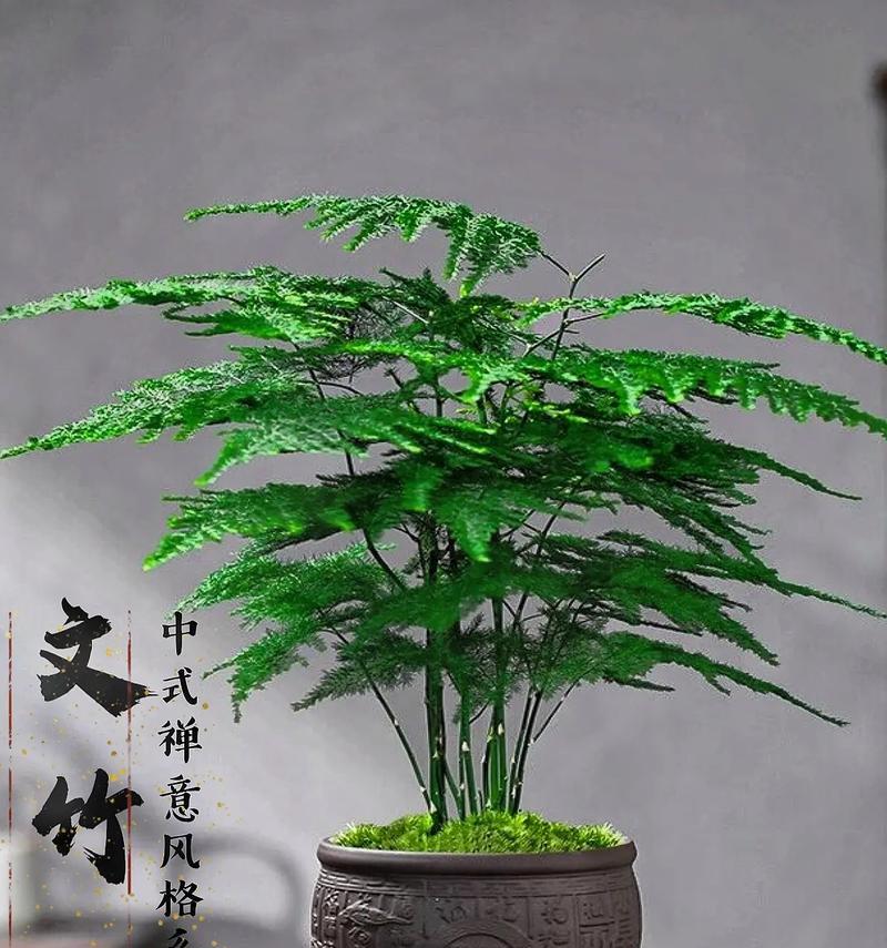 怎么种植文竹？文竹养护全攻略！