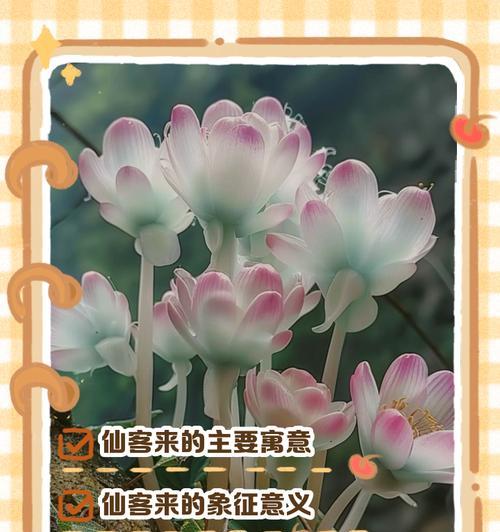 仙客来花语的含义是什么？