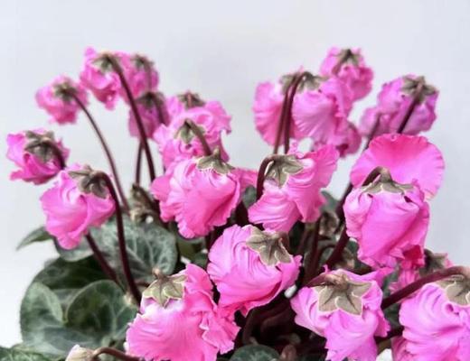 仙客来花语的含义是什么？