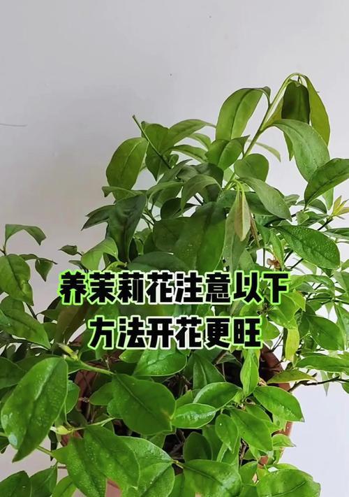 抹莉花的养殖方法和注意事项有哪些？