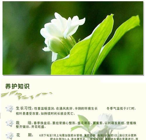 抹莉花的养殖方法和注意事项有哪些？