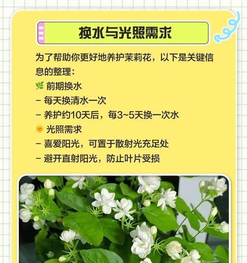 抹莉花的养殖方法和注意事项有哪些？