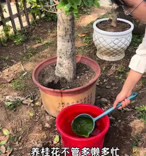 桂花的养殖方法有哪些？