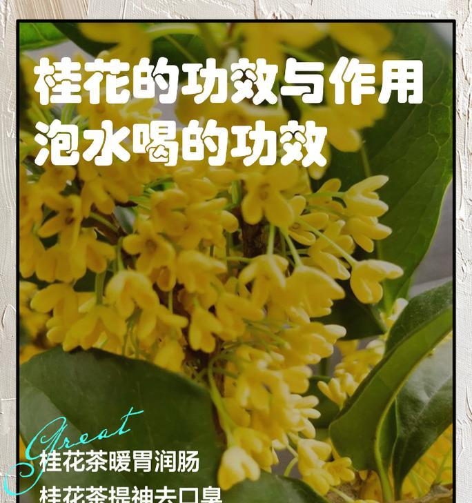 桂花的养殖方法有哪些？