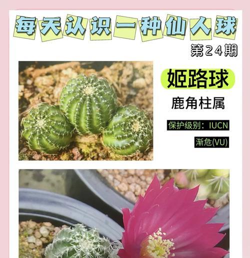 仙人球小球繁殖的方法有哪些？