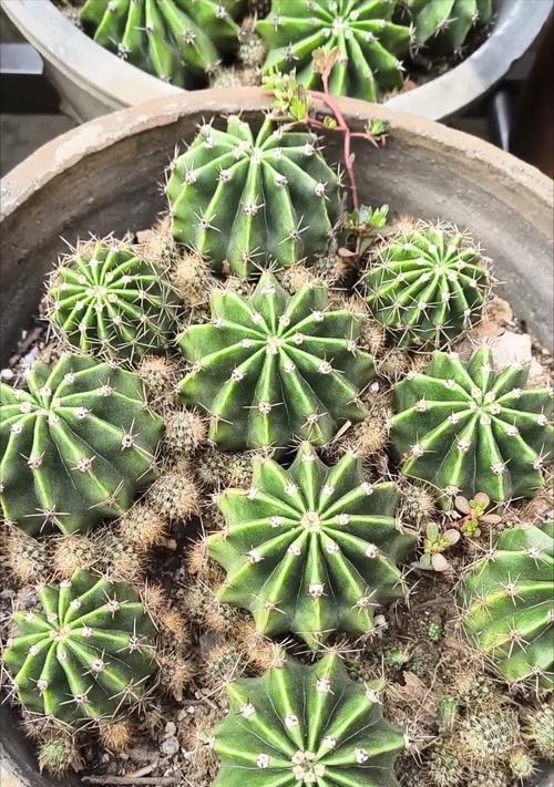 仙人球小球繁殖的方法有哪些？
