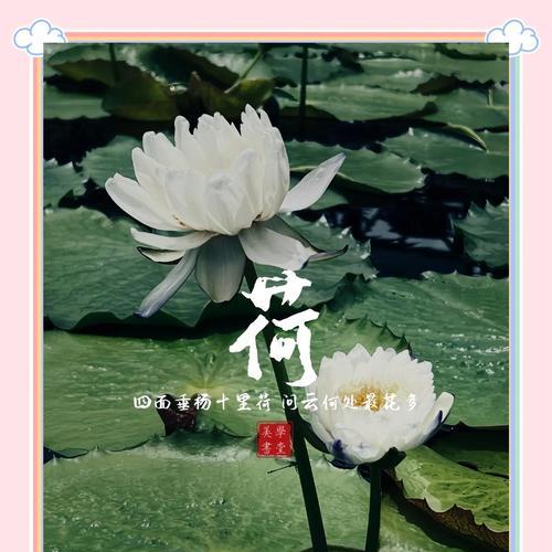 荷花的花语是什么？荷花在文化中象征着什么？