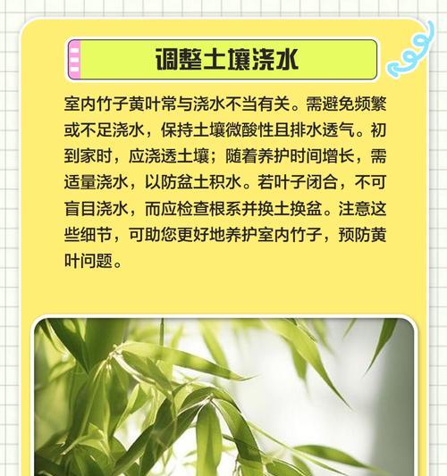 竹子叶尖发黄怎么办？竹子叶尖发黄的原因及解决方法是什么？
