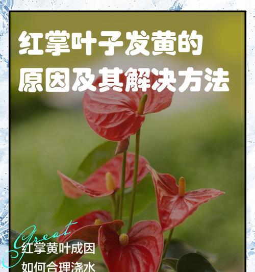 红掌叶子出现斑点是什么原因？如何处理？
