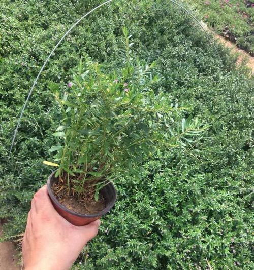 满天星花种植的技巧和常见问题是什么？