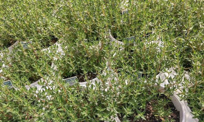 满天星花种植的技巧和常见问题是什么？