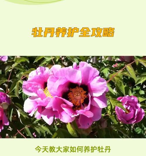 牡丹花的养护技巧有哪些？