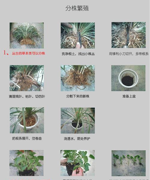 滴水观音分株步骤是什么？如何正确进行？